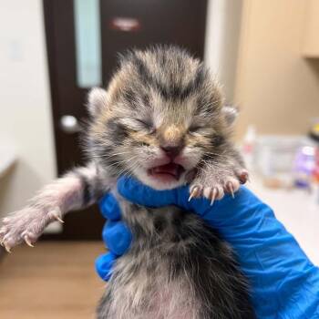 Fate -  Domestic Short Hair Cat for Adoption in Lyndhurst, Virginia - Fate | PetCurious