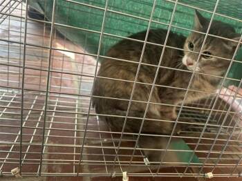A661042 -  Domestic Medium Hair Cat for Adoption in Houston, Texas - A661042 | PetCurious