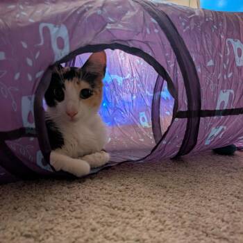 Europa & Phoebe -  Domestic Short Hair Cat for Adoption in Oceanside, California - Europa & Phoebe | PetCurious