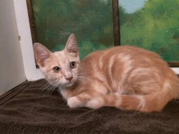 TIMBER -  Domestic Short Hair Cat for Adoption in Houston, Texas - TIMBER | PetCurious