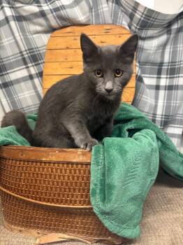 Glinda -  Domestic Short Hair Cat for Adoption in Algona, Iowa - Glinda | PetCurious