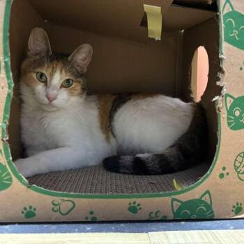 Bella -  Calico Cat for Adoption - Bella | PetCurious