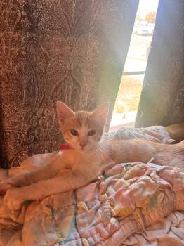 Rachel ( EE) -  Tabby Cat for Adoption in Vallejo, California - Rachel ( EE) | PetCurious