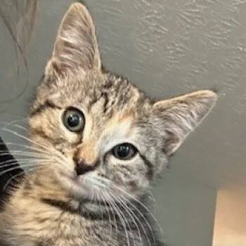 Rescue Domestic Short Hair Cats for Adoption in Melbourne, Kentucky - Marble | PetCurious