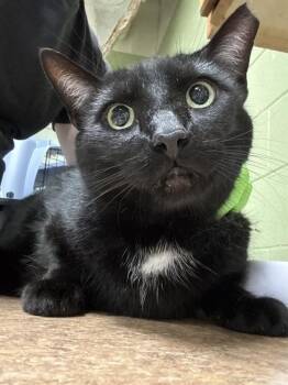 Domestic Short Hair Cats Available for Adoption - MIKO | PetCurious