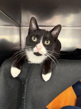 Domestic Short Hair Cats Available for Adoption in Schenectady, New York - Cleo | PetCurious