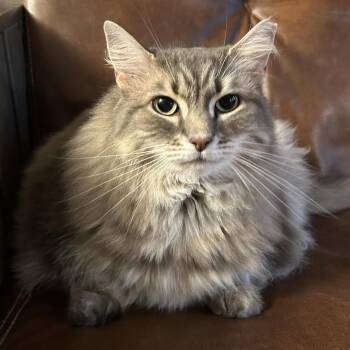 Domestic Long Hair Cats Available for Adoption - Abbey | PetCurious