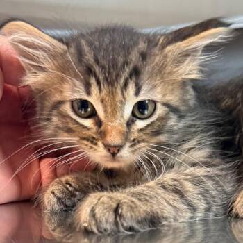 Harry is at Petsmart GJ -  Domestic Medium Hair Cat for Adoption in Cedaredge, Colorado - Harry Is At Petsmart GJ | PetCurious