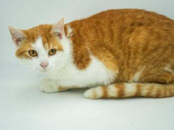 Nelly -  Domestic Short Hair Cat for Adoption in Bowling Green, Kentucky - Nelly | PetCurious