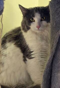 Domestic Long Hair Cats Available for Adoption in Auburn, Indiana - Vivian (Smoker) | PetCurious