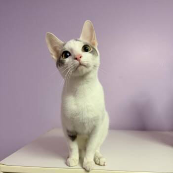 Domestic Short Hair Cats Available for Adoption - Kimchi | PetCurious