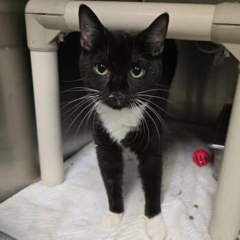 Domestic Short Hair Cats Available for Adoption - Skyrizi | PetCurious