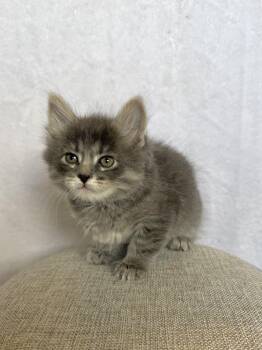 Domestic Long Hair Cats Available for Adoption - Ash  | PetCurious