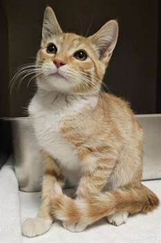 Rescue Domestic Short Hair Cats for Adoption in Clyde, North Carolina - MIRO | PetCurious