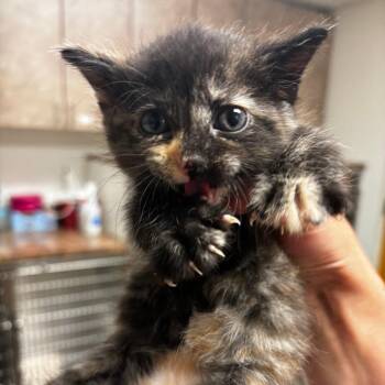 Juniper -  Domestic Short Hair Cat for Adoption in Ottawa, Kansas - Juniper | PetCurious
