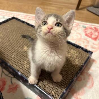 Prince Humperdinck-CA -  Domestic Short Hair Cat for Adoption in Tallahassee, Florida - Prince Humperdinck-CA | PetCurious