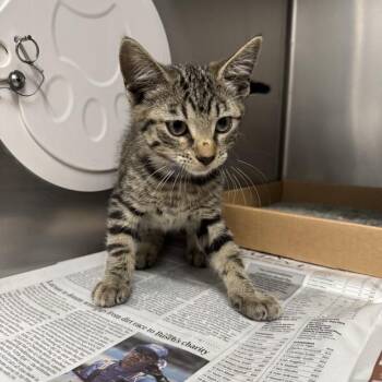 Papi -  Domestic Short Hair Cat for Adoption in Brentwood, Missouri - Papi | PetCurious