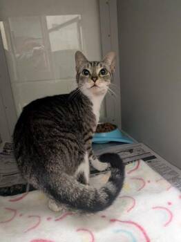 Domestic Short Hair Cats Available for Adoption in Louisburg, North Carolina - Kona | PetCurious