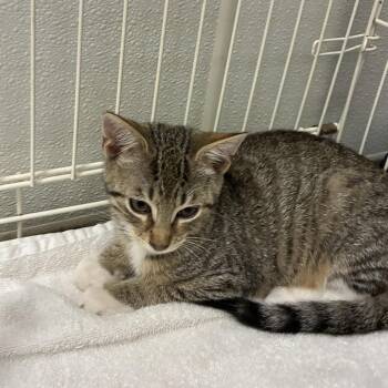 72461 -  Domestic Short Hair Cat for Adoption in Harrisonburg, Virginia - 72461 | PetCurious