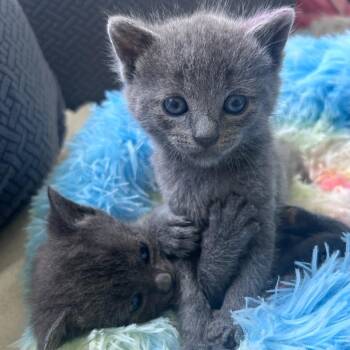Kol -  Domestic Short Hair Cat for Adoption in Oceanside, New York - Kol | PetCurious