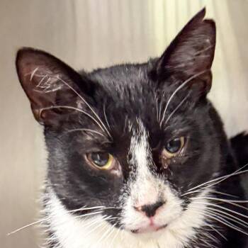 Mittens*Foster to Adopt* -  Domestic Short Hair Cat for Adoption in Kennebunk, Maine - Mittens*Foster To Adopt* | PetCurious