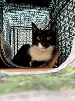 Freya -  Domestic Short Hair Cat for Adoption in Telford, Pennsylvania - Freya | PetCurious