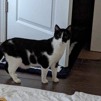 Rescue Domestic Short Hair Cats for Adoption in Myrtle Beach, South Carolina - Hyde- In Foster Home | PetCurious