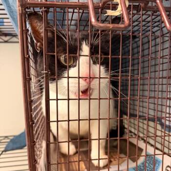 Pooja -  Domestic Short Hair Cat for Adoption in Philadelphia, Pennsylvania - Pooja | PetCurious