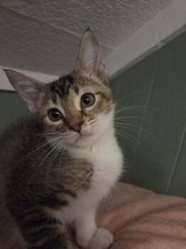 Rescue Domestic Short Hair Cats for Adoption in Ashville, Ohio - Stormy (Kitty) | PetCurious