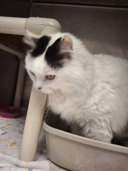 Miko -  Domestic Long Hair Cat for Adoption in Bowling Green, Ohio - Miko | PetCurious