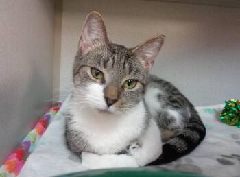 Tiger Cats Available for Adoption in Delhi, New York - WINDMILL | PetCurious