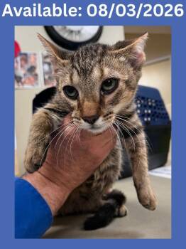Cat Condo #7 -  Domestic Short Hair Cat for Adoption in Greenville, Texas - Cat Condo #7 | PetCurious