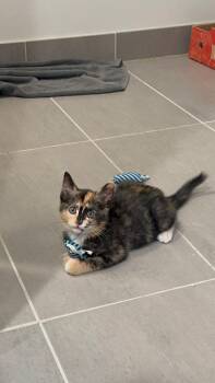 Frenchie -  Dilute Tortoiseshell Cat for Adoption in Los Angeles, California - Frenchie | PetCurious
