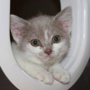 BetterCheddars -  Domestic Short Hair Cat for Adoption in Richmond, Virginia - BetterCheddars | PetCurious
