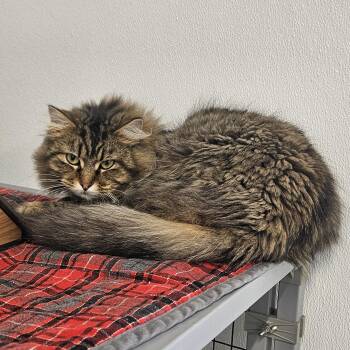 Domestic Long Hair Cats Available for Adoption - Chucky | PetCurious