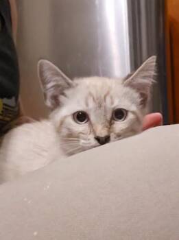 Naomi -  Domestic Long Hair and Ragamuffin Cat for Adoption in Pacifica, California - Naomi | PetCurious