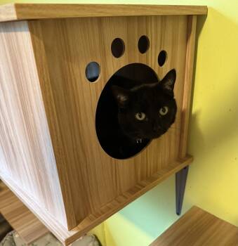 Domestic Short Hair Cats Available for Adoption in New Cumberland, West Virginia - Bizzy | PetCurious