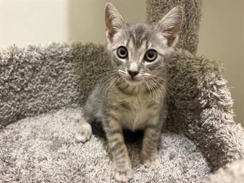 GEORGINA -  Domestic Short Hair Cat for Adoption in Santa Clara, California - GEORGINA | PetCurious