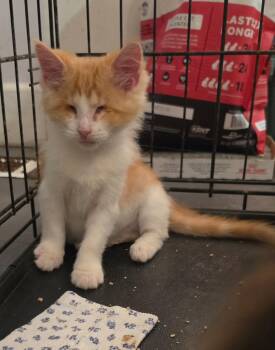 Nod -  Domestic Long Hair Cat for Adoption in Versailles, Kentucky - Nod | PetCurious