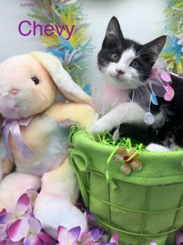 Domestic Short Hair Cats Available for Adoption - Chevy | PetCurious