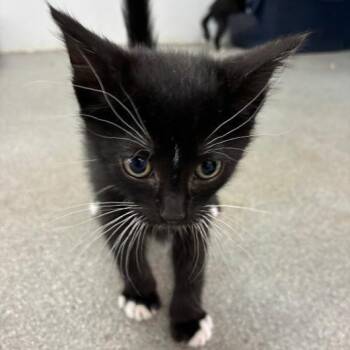 Pamplona Tapas -  Domestic Short Hair Cat for Adoption in Carencro, Louisiana - Pamplona Tapas | PetCurious