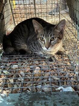 BASE LINE 5 -  Domestic Short Hair Cat for Adoption in Rancho Cucamonga, California - BASE LINE 5 | PetCurious