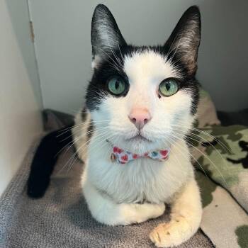 Domestic Short Hair Cats Available for Adoption - Mr Wilson | PetCurious