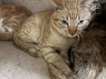 Domestic Short Hair Cats Available for Adoption - A470834 | PetCurious