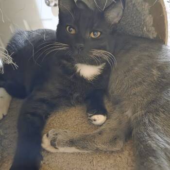 Rescue Domestic Short Hair Cats for Adoption in Maple Falls, Washington - Otis | PetCurious