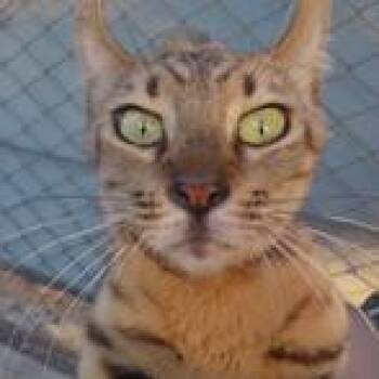 Gaia -  Bengal Cat for Adoption in Long Beach, California - Gaia | PetCurious