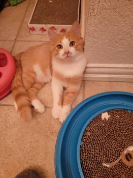 Rescue Domestic Short Hair Cats for Adoption in Fort Worth, Texas - Doc Hickory | PetCurious