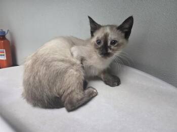 PAINTED DESERT -  Domestic Short Hair Cat for Adoption in Antioch, California - PAINTED DESERT | PetCurious