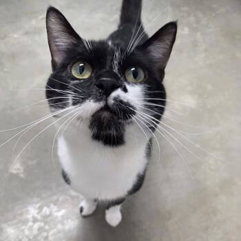 Zipper -  Domestic Short Hair Cat for Adoption in Chilton, Wisconsin - Zipper | PetCurious