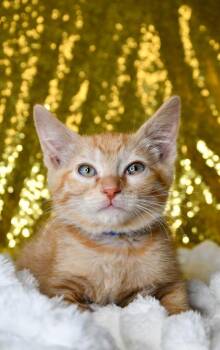 Basil -  Domestic Short Hair Cat for Adoption in Yakima, Washington - Basil | PetCurious